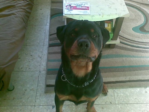 esta foto me encanta. era un poco mas pequeño tendria 1 año + o - . Le dije odin mira! y salio así. jejeeje esta foto me encanta. era un poco mas pequeño tendria 1 año + o - . Le dije odin mira! y salio así. jejeeje